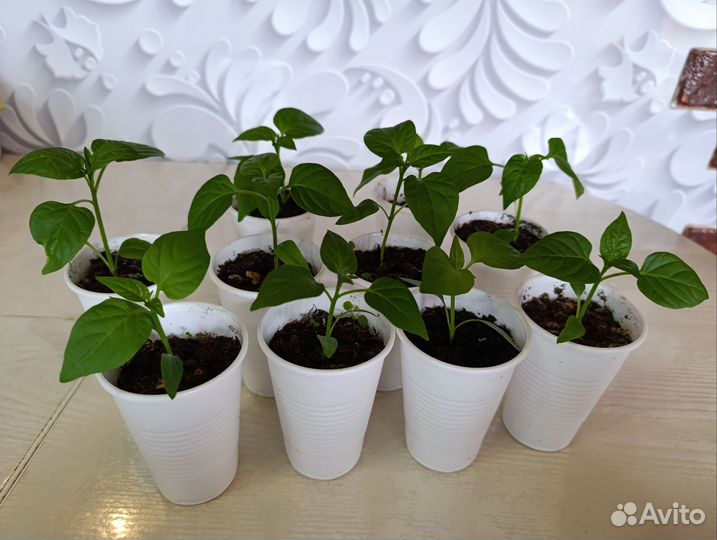 Рассада перца