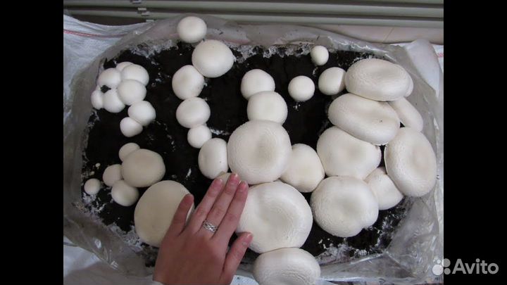 Круглогoдично