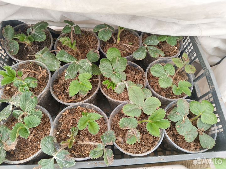 Саженцы клубники Купчиха
