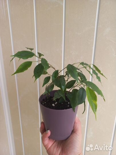 Фикус бенджамина