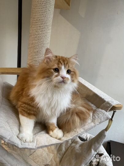 Сибирский котик