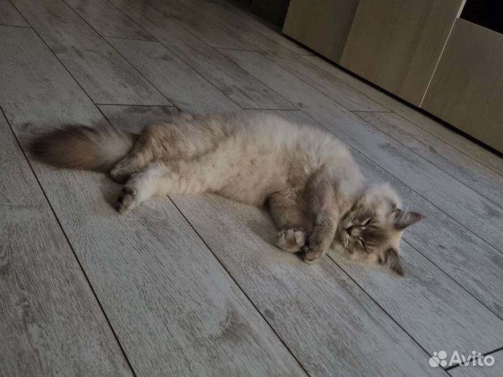 Кот на вязку