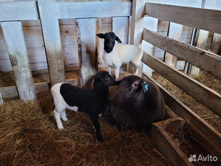 Овцы бараны дорпер