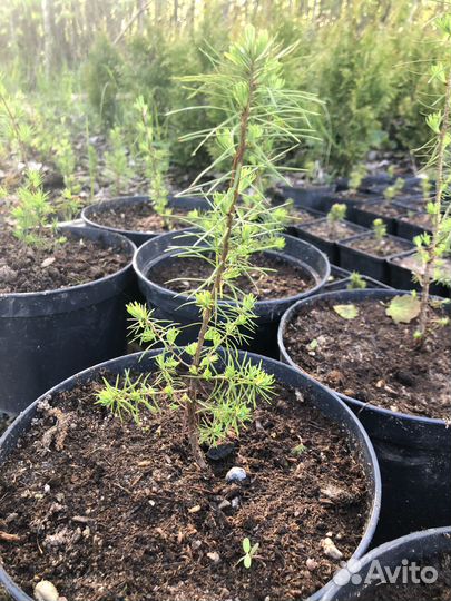 Лиственница Американская