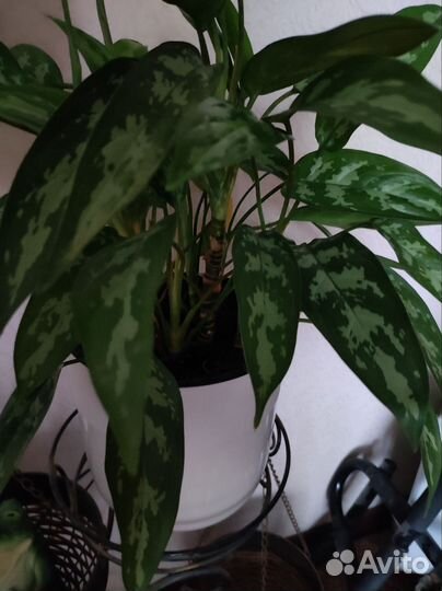 Домашние цветы