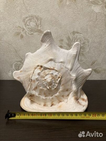 Ракушка большая Кассис Корнута