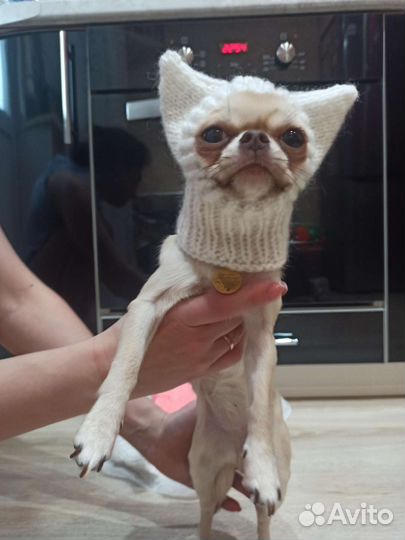 Шапка для мелких пород собак/кошек