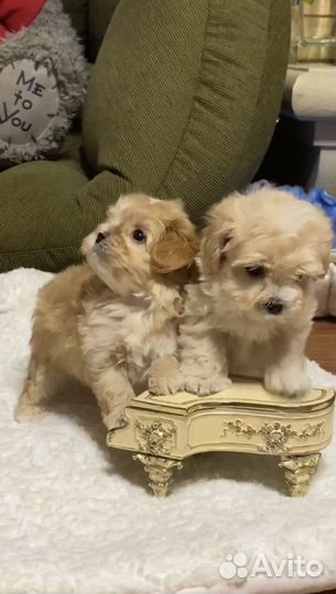 Мальтипу Беби Фейс мини