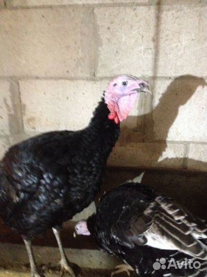 Семья индюков