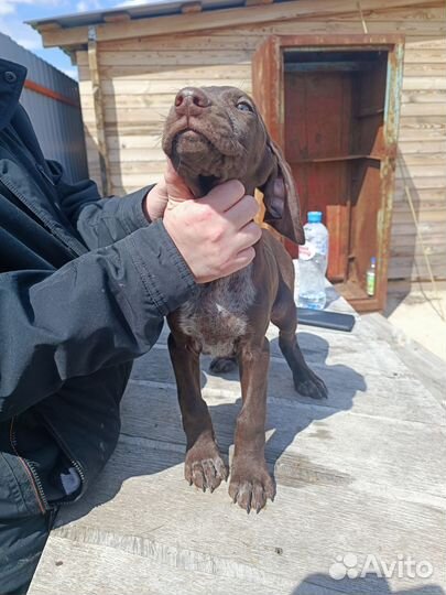 Щенки курцхаара