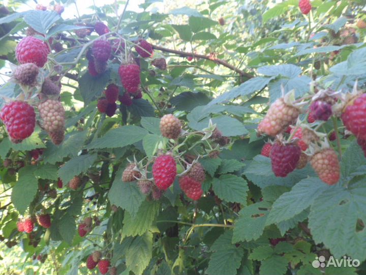 Саженцы малины красной, желтой, черной и розовой