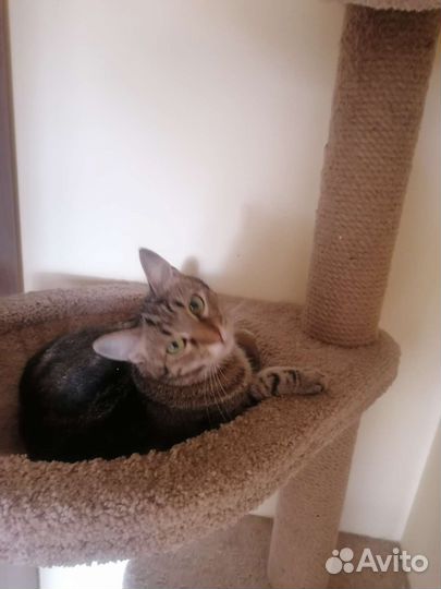 Шотландский котик