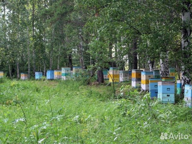 Мёд 2024 года натуральный опт