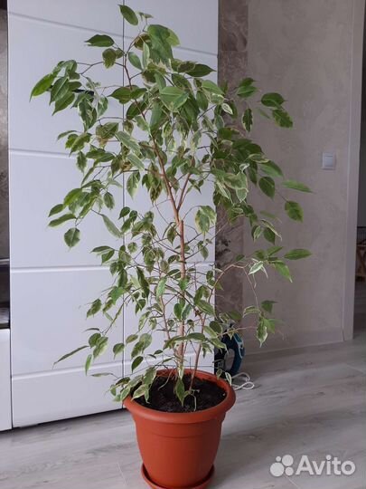 Фикус бенджамина