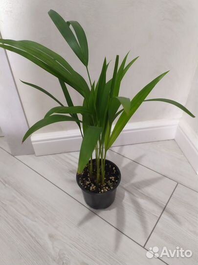 Пальма арека