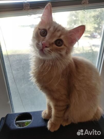 Курильский бобтейл