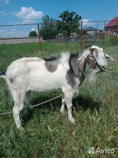 Коза нубийская