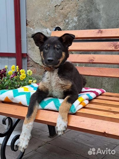 Щенок- подросток в заботливые ручки