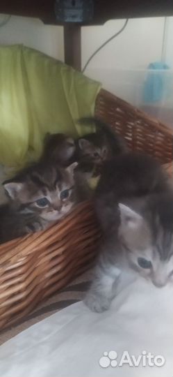Кошки породистые