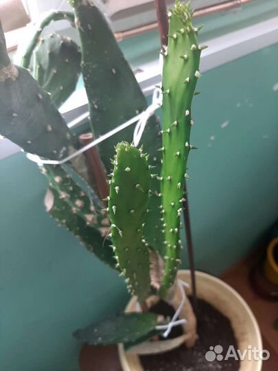 Цветы и горшки