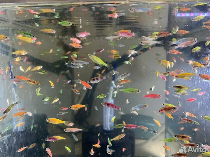 Рыбки данио глофиш