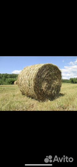 Сено в тюках
