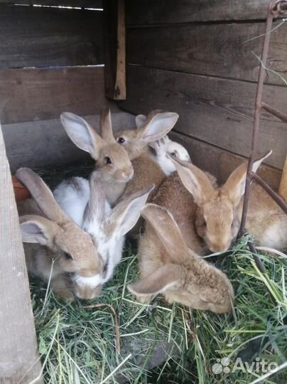 Крольчата
