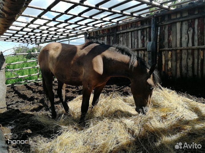 Лошадь полтарашка