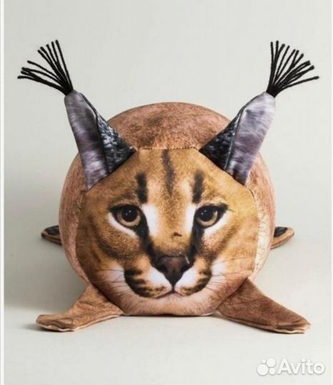 Большой русский кот каракал Шлепа