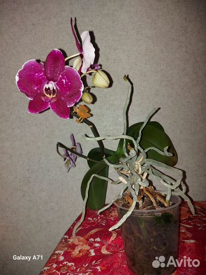 Орхидея фаленопсис