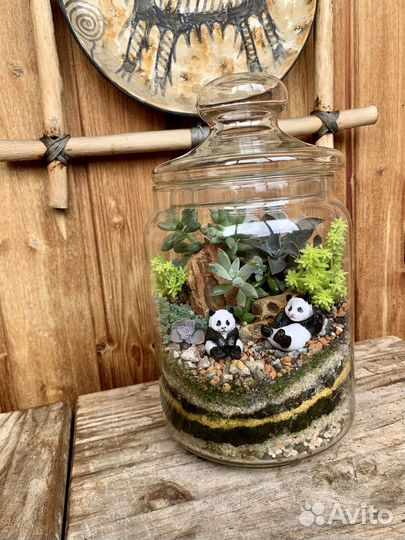 Флорариум суккуленты «Мишки панды»