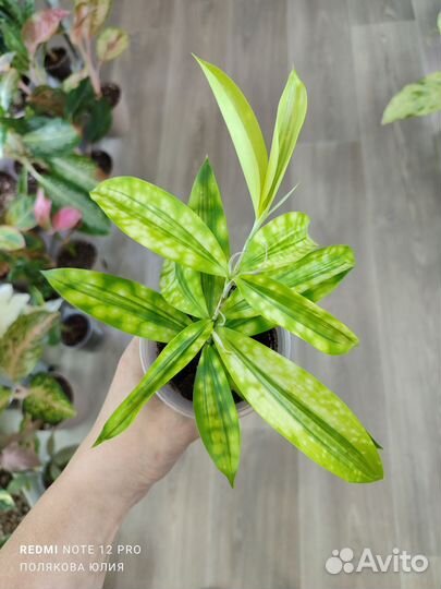 Растения разные