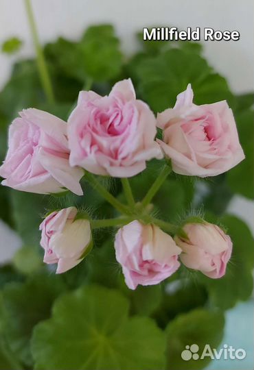 Пеларгония (герань)