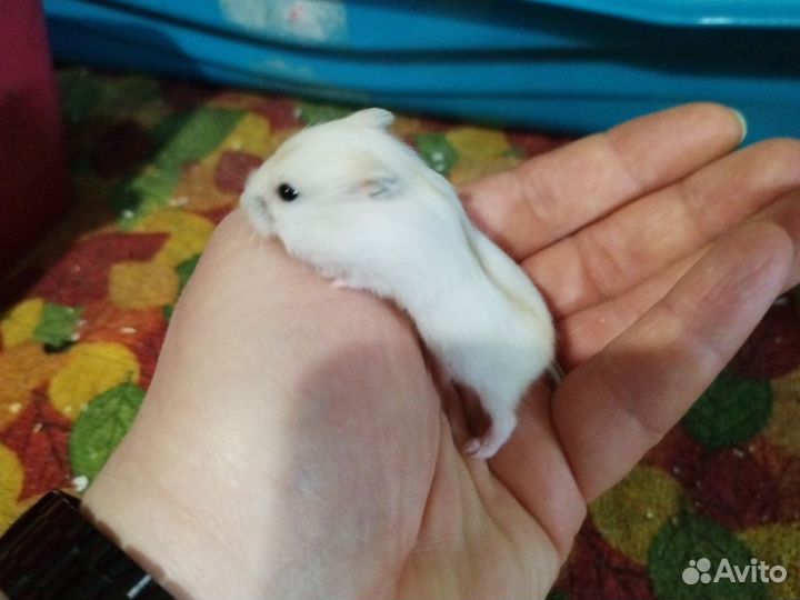 Джунгарский хомяк