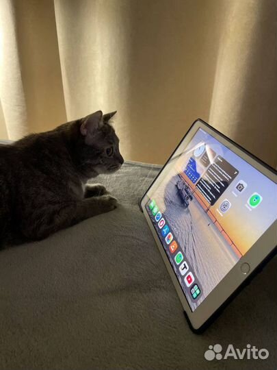 iPad