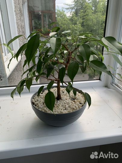 Фикус бенджамина сформированный