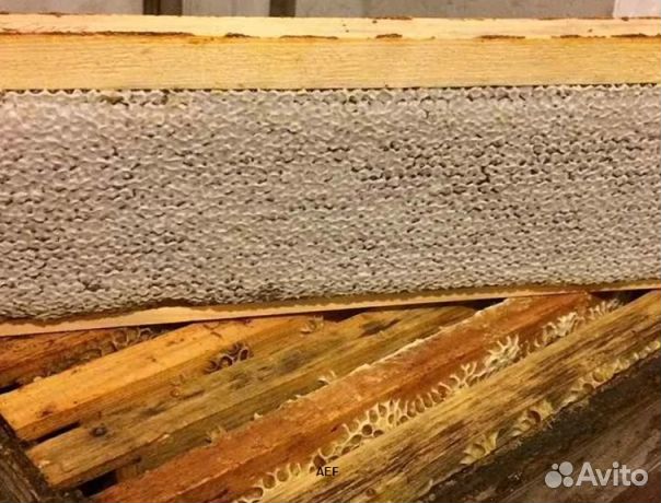 Мед 24 года Алтайский оптом