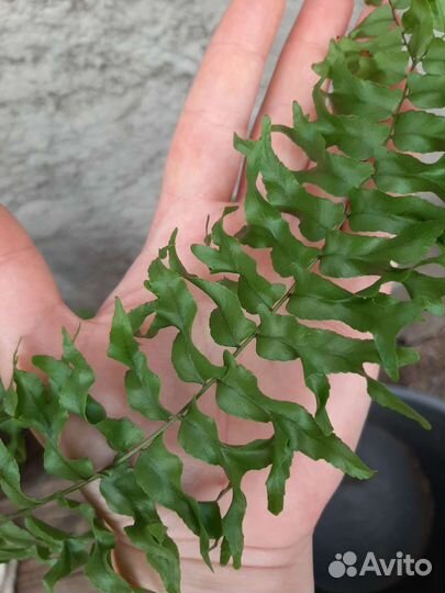 Папоротник