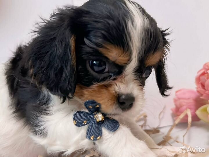 Щеночки, Кавалер Кинг Чарльз Спаниель