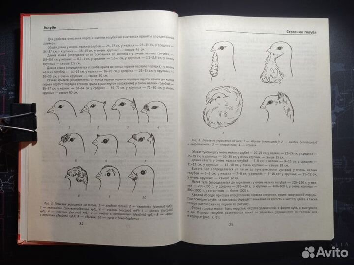 Линиза Жалпанова 