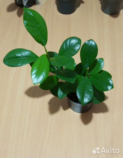Фикус микрокарпа мокламе