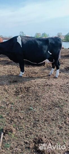 Карова стильный