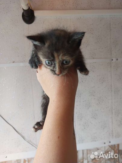 Котята в дар бесплатно