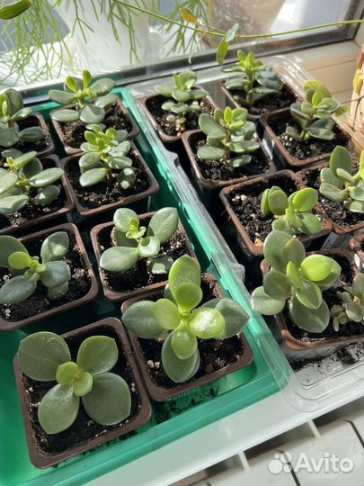 Денежное дерево толстянка и кактусы