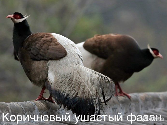 Фазаны разных видов