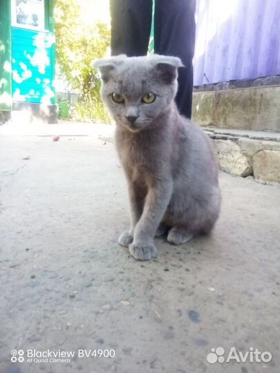 Кошка в дар