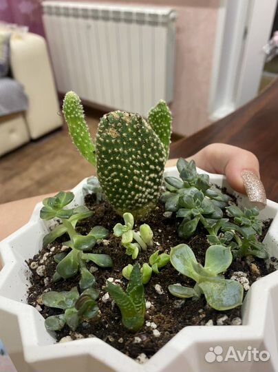 Кактус опунция