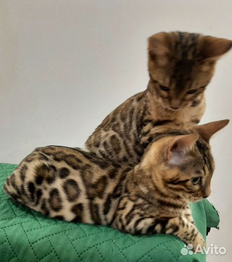 Бенгальские котята