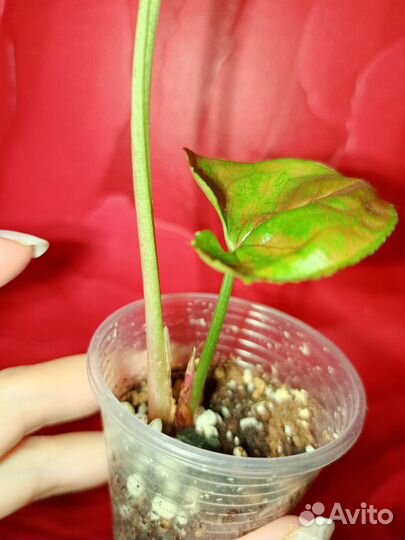 Сингониум Яичница, Клубничный Лёд