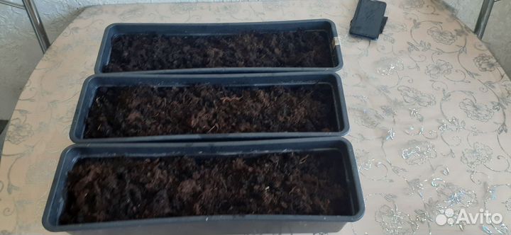 3 грядки для рассады с землей